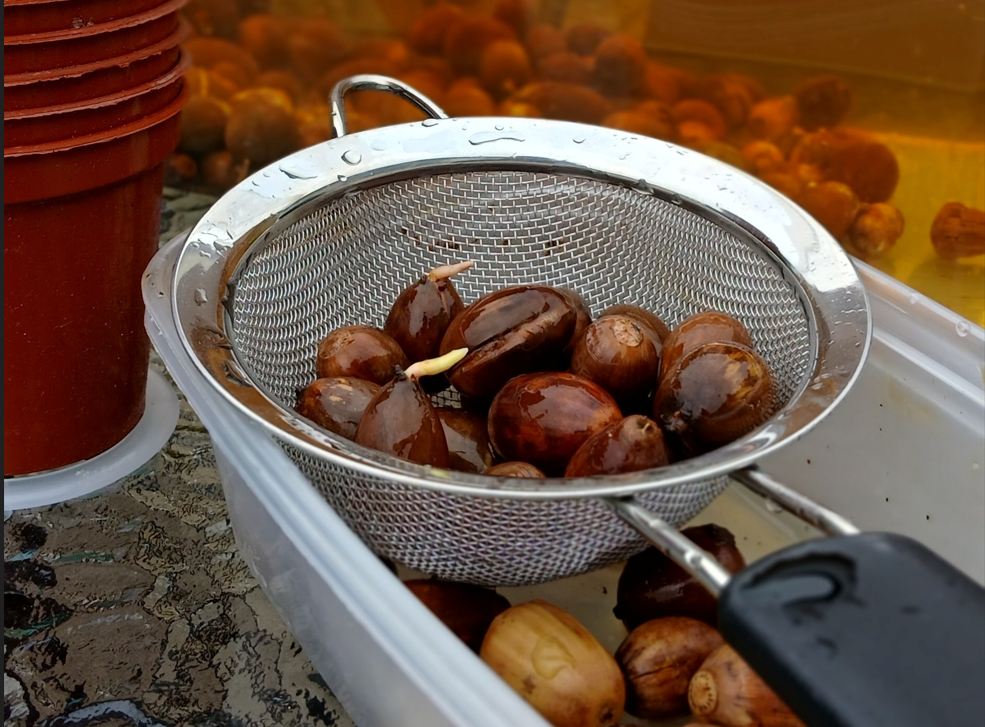 Conker