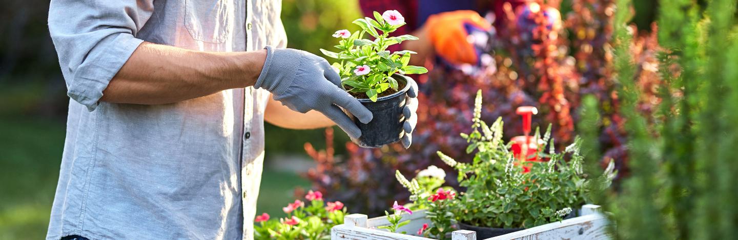 busy hands potting flowers