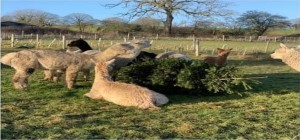Alpaca eating tree