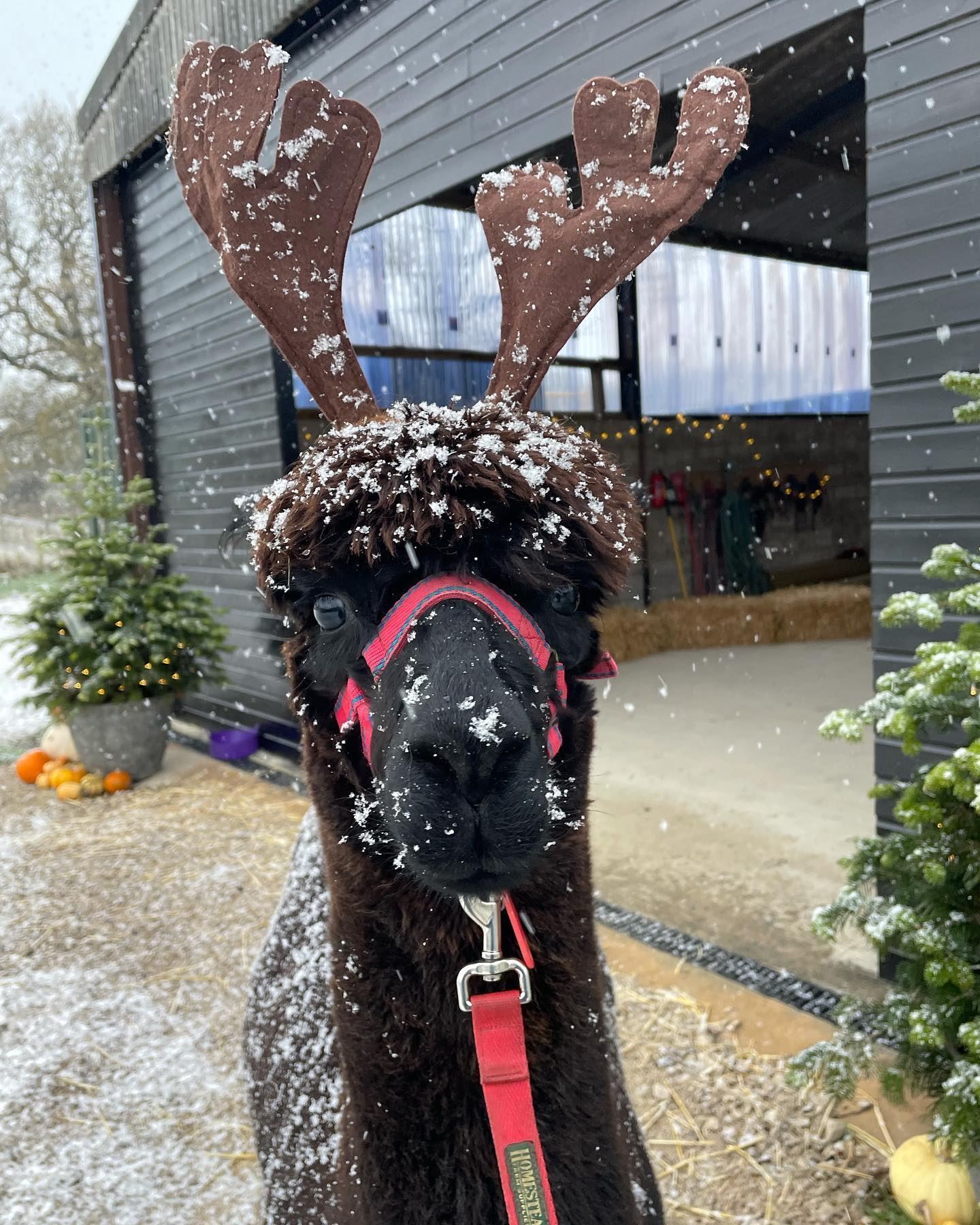 Alpaca in snow