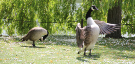 Geese in Kew Gardens