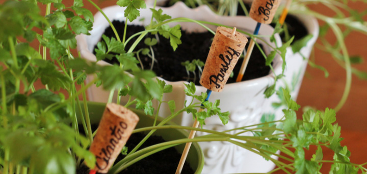 Plants growing on a windowsill