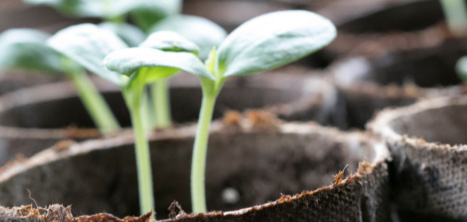 potted seedling gardening for wellbeing