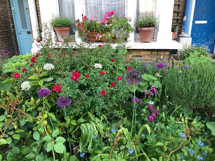 Front garden in bloom