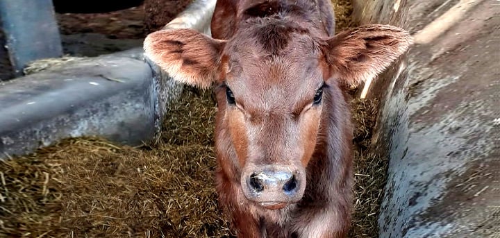 Calf