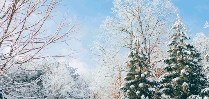 Snowy trees