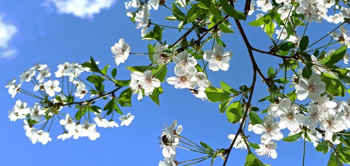 spring blossoms