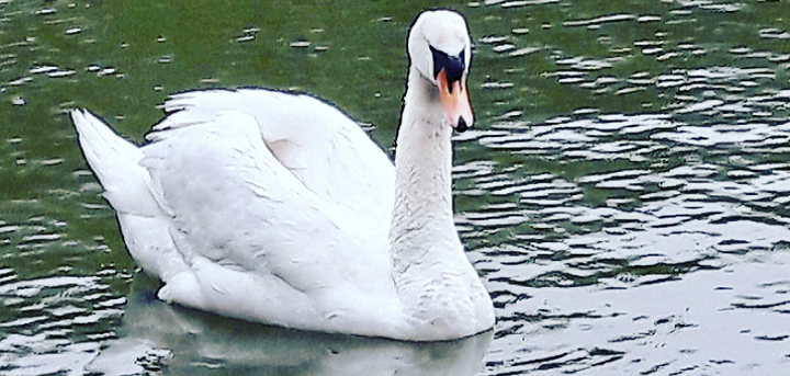 Swan in Roker park