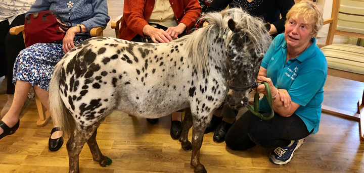 Horse in wellbeing centre