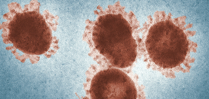 virus Photo by CDC on Unsplash