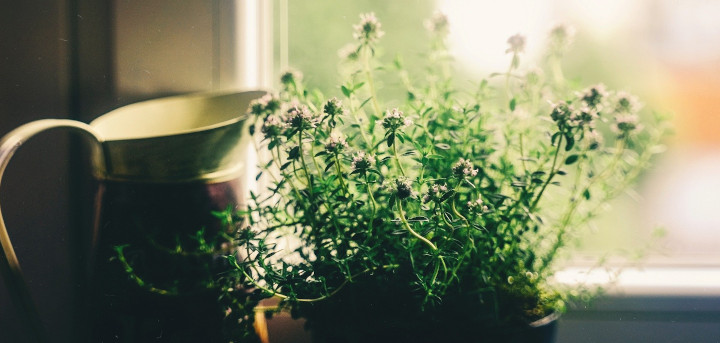 herbs on window sill