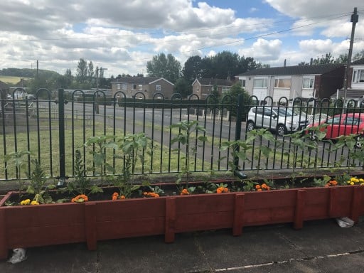 Redwood group's vegetable garden