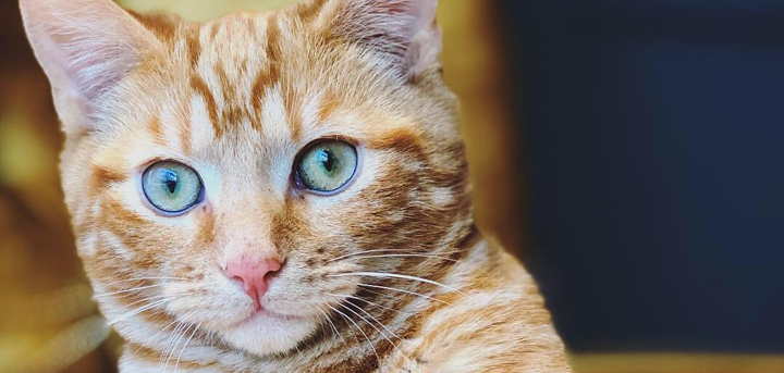 Marmalade, one of the Paws Cafe cats