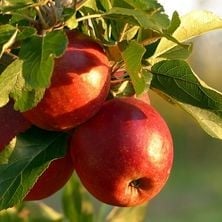 222x222 Apples.jpg