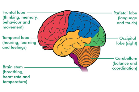 Parts of the mind and their primary functions - Urmston