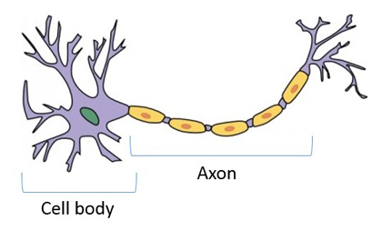 Axons and cell bodies