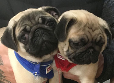 Pugs