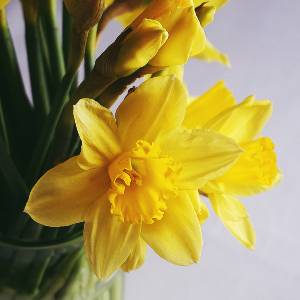 Daffodils 300x300.jpg