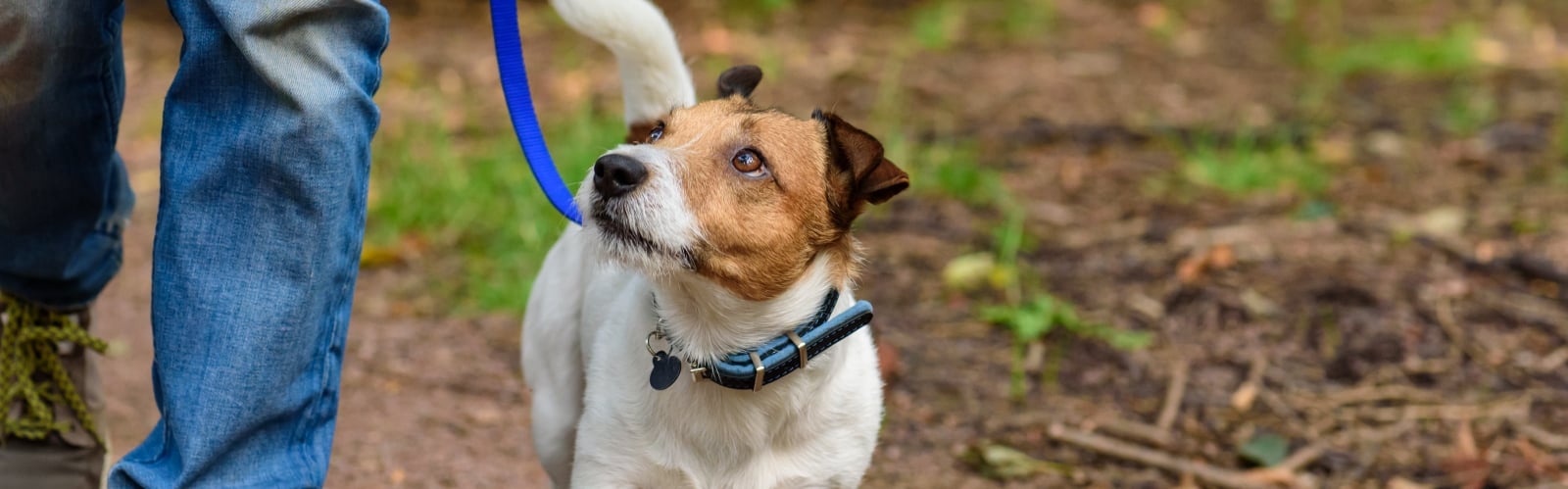 A Jack Russell terrier walks alongside his human