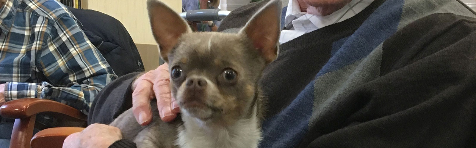 Dave the chihuahua