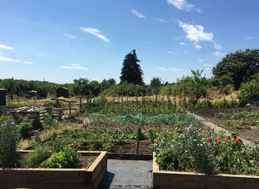 Pershore allotments