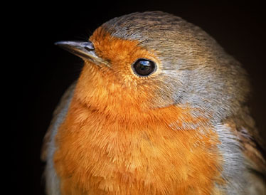Image of a European robin.