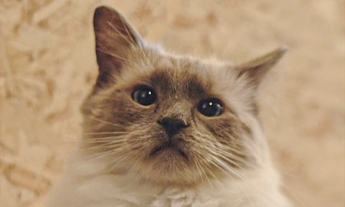 A sandy coloured cat looking at the camera