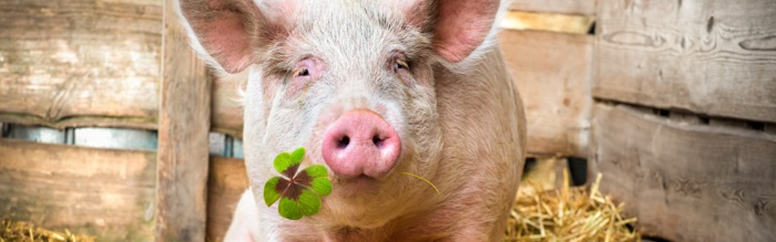 pig with a clover in its mouth