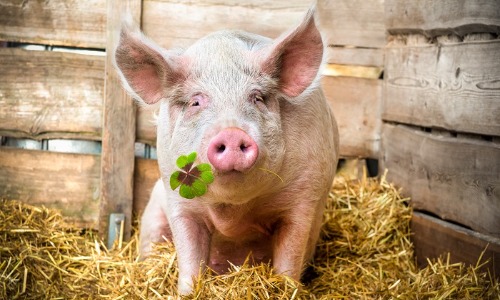 pig with lucky clover in its mouth