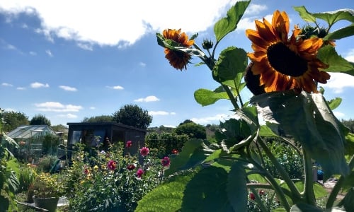 Sunflowers on an allotment, with a blue sky behind