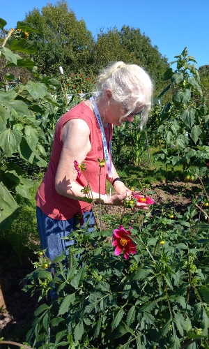 An older woman with glasses and white hair tending to flowers
