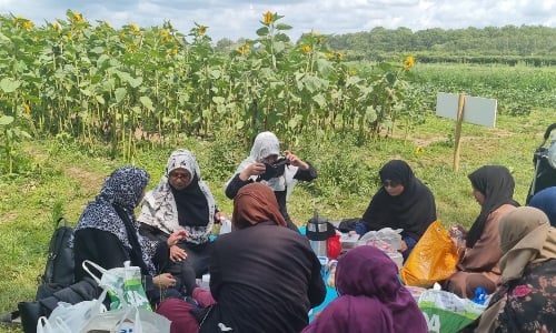 A group of Muslim women, having a picnic next to a field of sunflowers